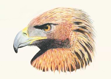 Golden Eagle