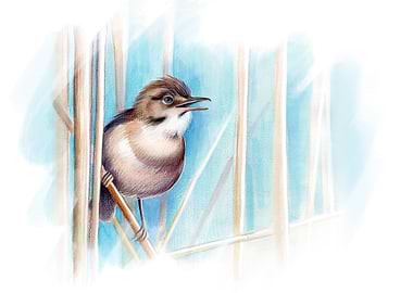 Eurasian Reed Warbler