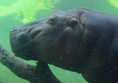 Hippo