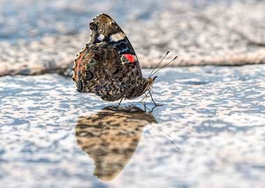 butterfly reflection