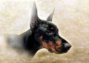 Beautiful Doberman