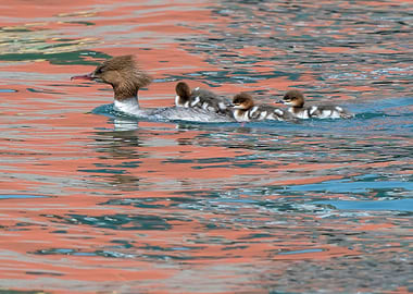 great crested grebe