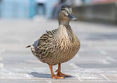 cute duck walking