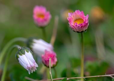 Beautiful Spring Flowers