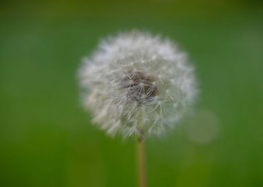Beautiful Spring Flowers
