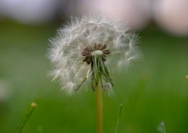 Beautiful Spring Flowers