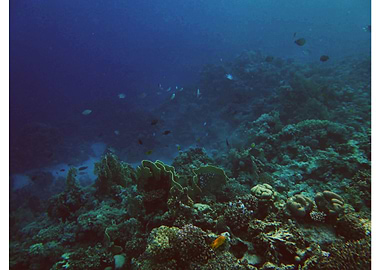 Coral Sun Beach Reef