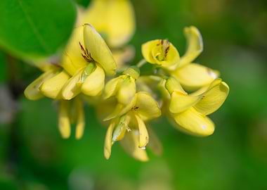 Beautiful Spring Flowers