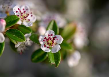 Beautiful Spring Flowers