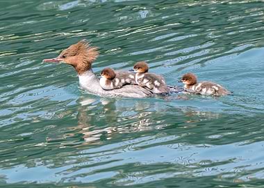 Turkish fistione duck