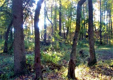 Just a walk in the woods