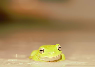 Green Tree Frog