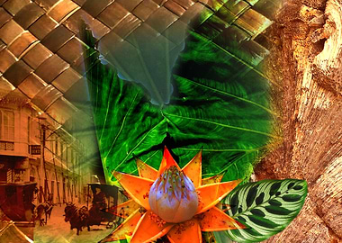 The Wild Takes Old Manila