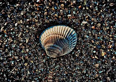 Seashell