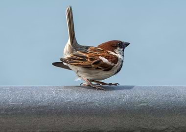 a little sparrow in love