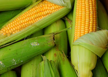 Ripe Corn