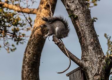 Hungry Grey Squirrel