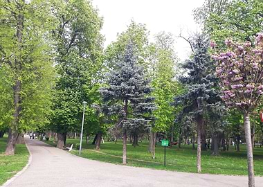 Path trough the park