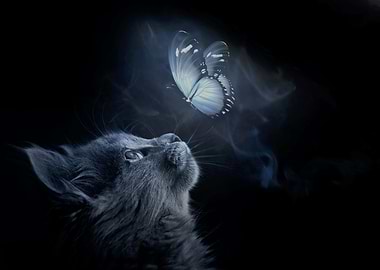 Cat Look up at Butterfly