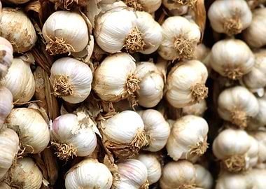 Bunch of Garlic