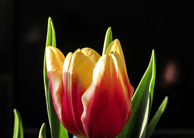 Tulip I