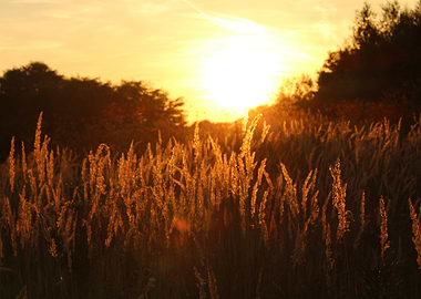 Sunset in front of a field