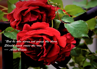 Roses and Thorns