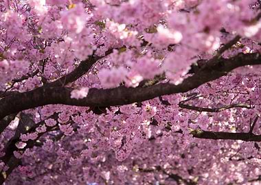 Cherry Blossom Tree
