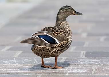 cute duck walking
