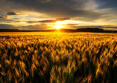 Summer Wheatlands XIX