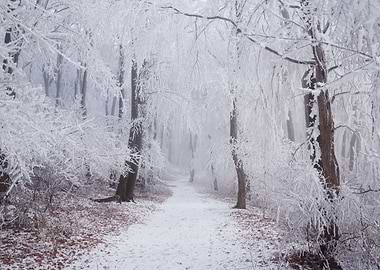 Winter Wonderland III