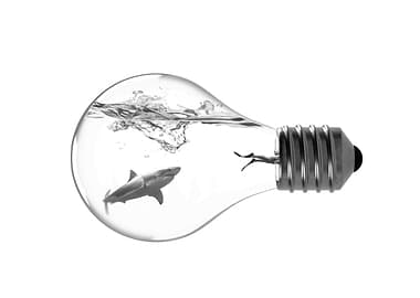 Shark Bulb