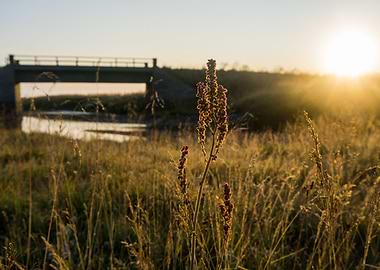 Sunrise under the bridge