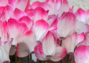 pink cyclamen in bloom