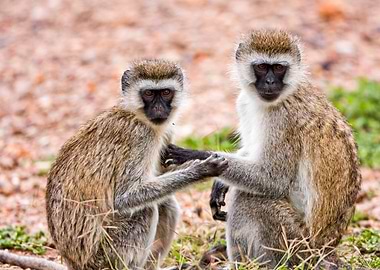 couple of Grivet monkeys