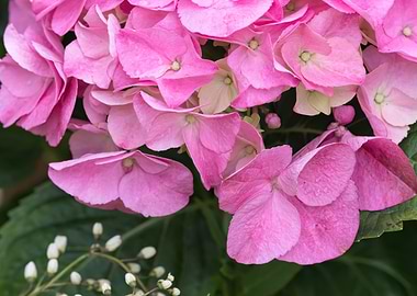 wet pink hydrangea