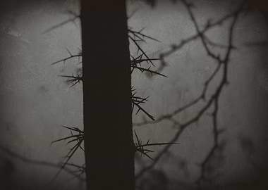 Tree trunk with thorns