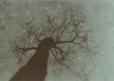 Bare tree from below