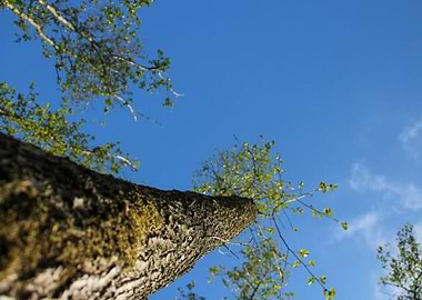 a tree seen from below