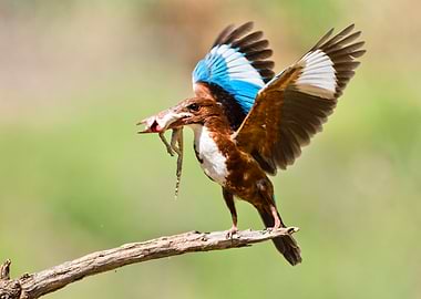 White throated Kingfisher