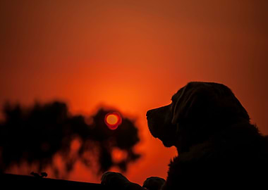 Silhouette of a Labrador