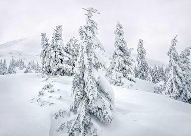 Winter mountains trees