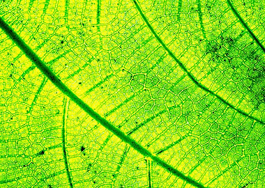 Green leaf string map 2