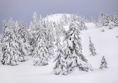 Snow covered trees