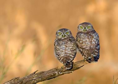 Little owl couple