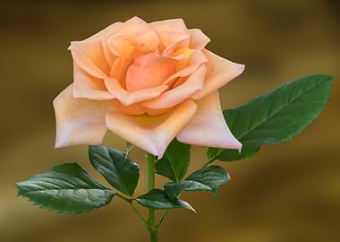 beautiful rose on texture