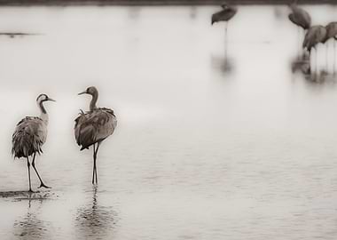 Israel Hula Valley cranes
