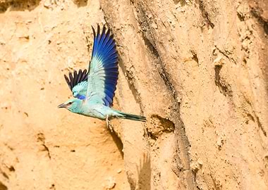 European roller flight