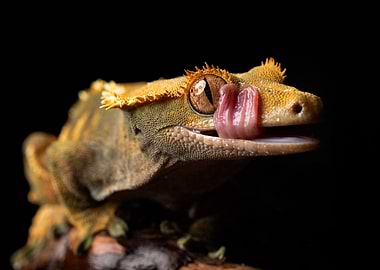 Hunger (Crested gecko)