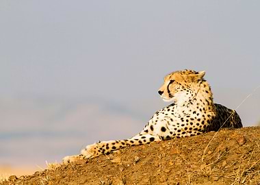 cheetah Acinonyx jubatus